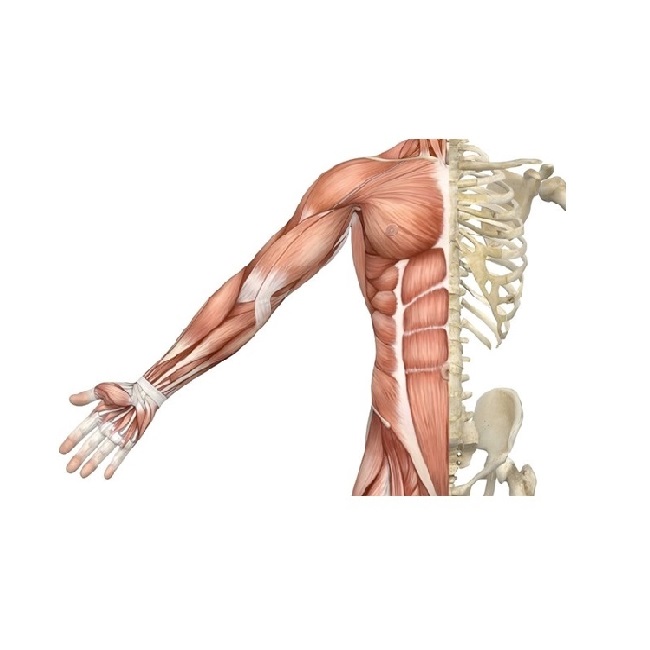 Bone Joint and Muscles